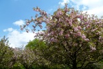 I Sat Under a Cherry Blossom Tree